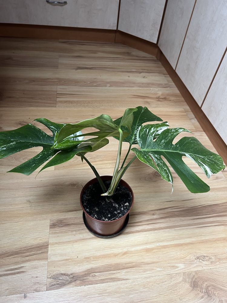 Monstera wariegata