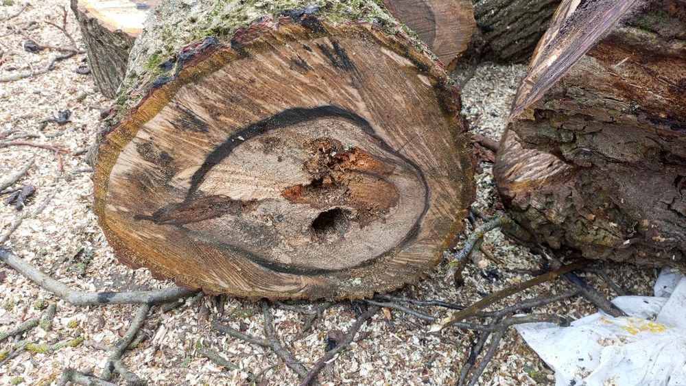 Дерево горіхове,без доставки.ціна за всі 5 колод