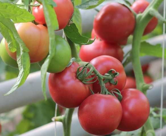 Sadzonka rozsada pomidorów Malinowy  Honey-Moon