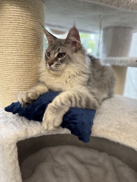 Мейн Кун гигант котенок