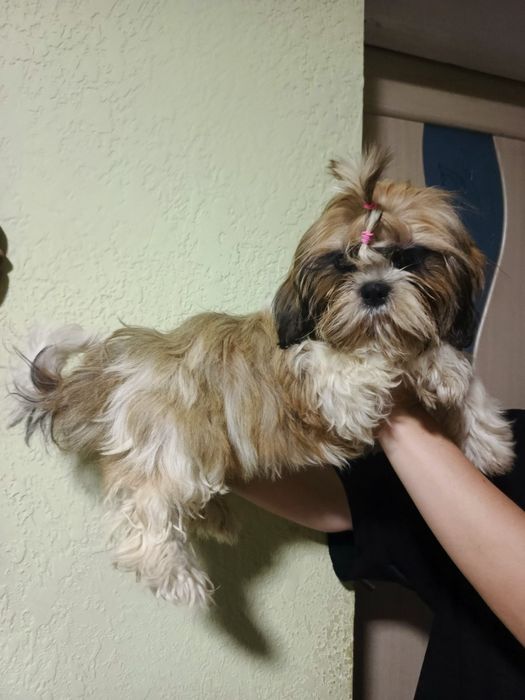 Дівчинка шит-цу  4 міс.