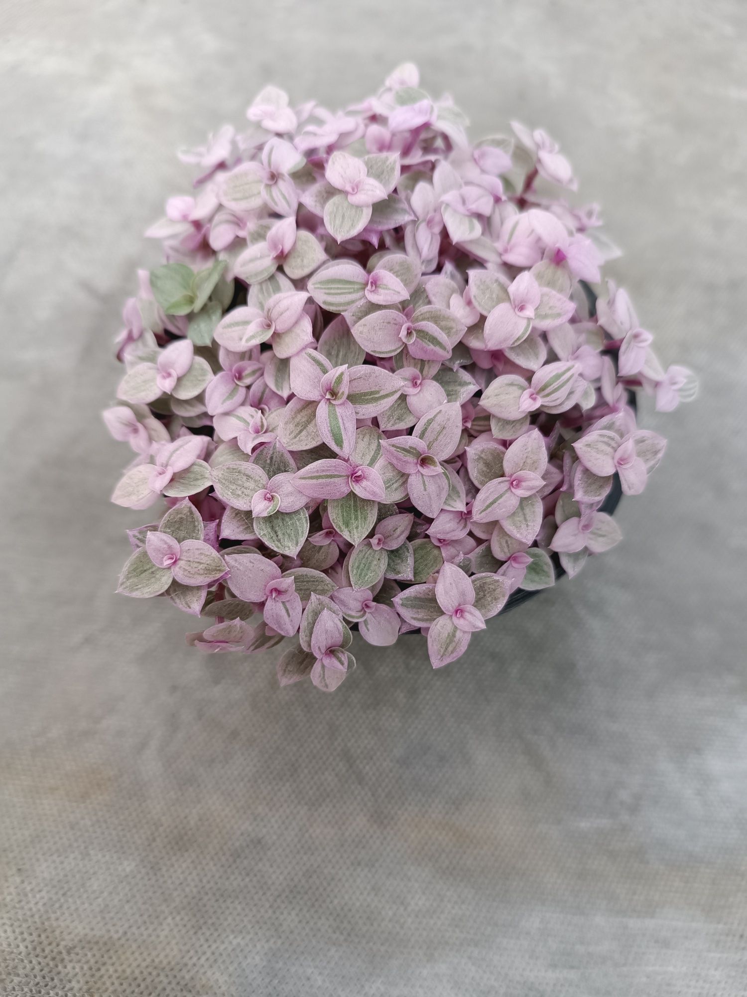 Callisia smużyna 'pink lady'