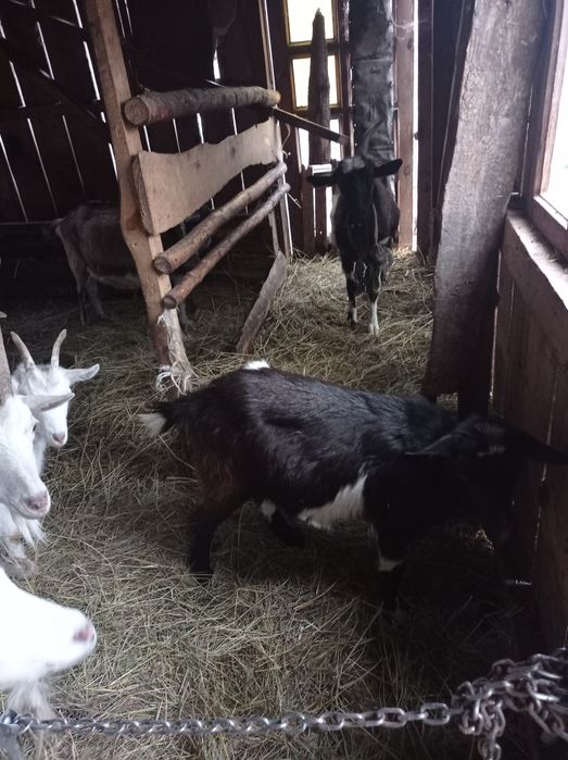 Продам кози різного віку спаровані на лютий березень