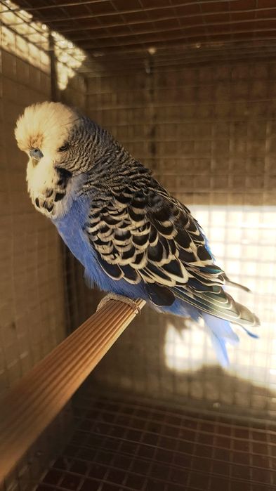 Periquito Inglês macho