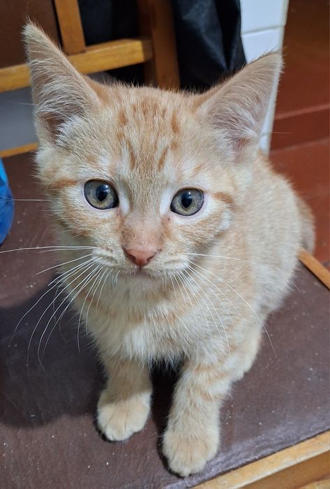 Класні котани в добрі руки