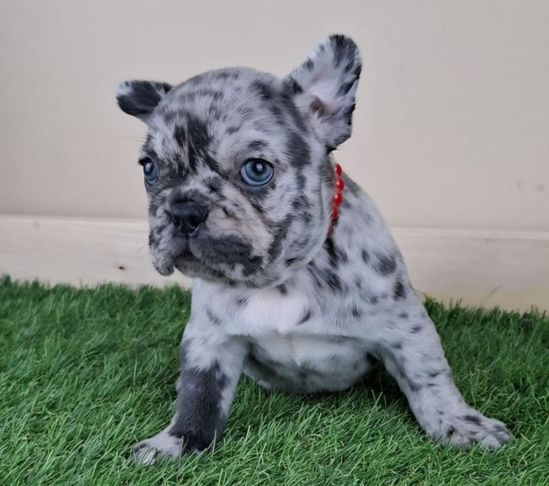Bulldog francês Fêmea