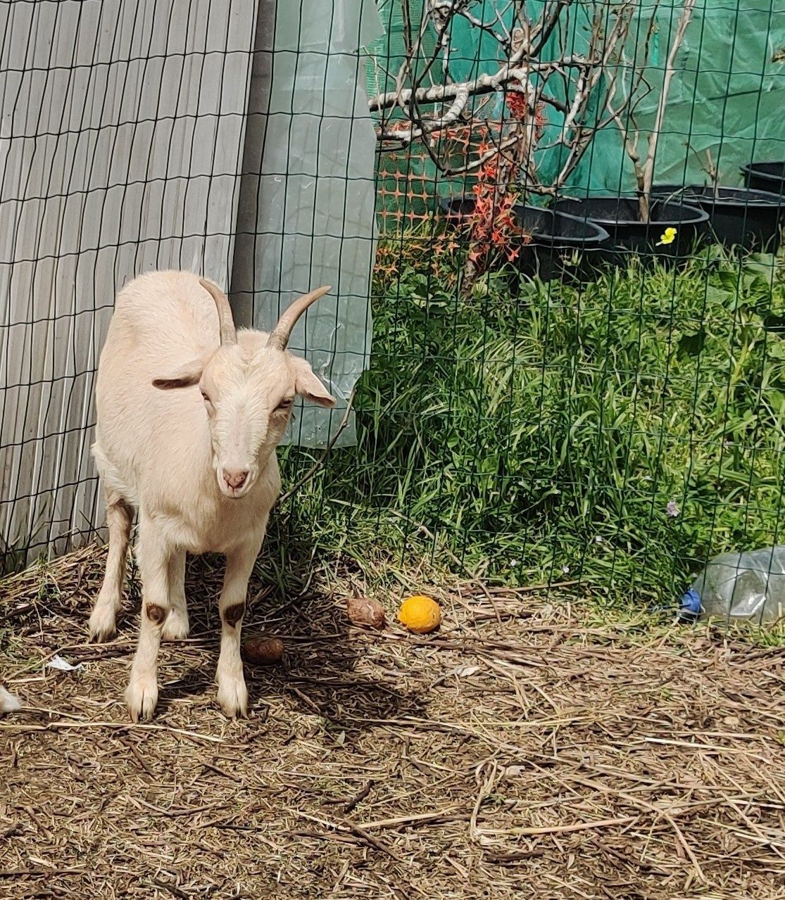 Cabra fêmea arraçada de cabrito anão