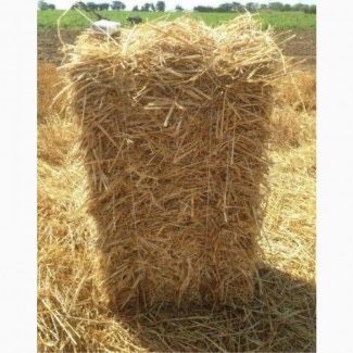 Тюки ячмінної, пшеничної, вівсяної соломи