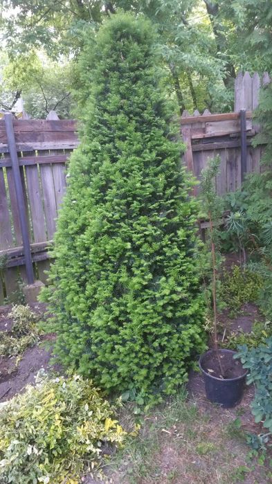 Cisy różnej wielkości