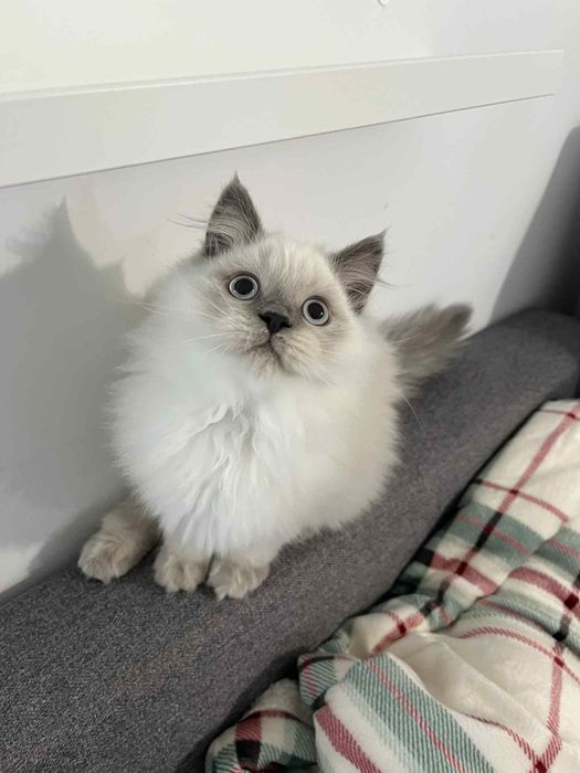 Kotki brytyjskie koty kociaki kocięta brytyjskie brytyjczyki