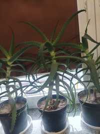 Kwiat Aloes leczniczy