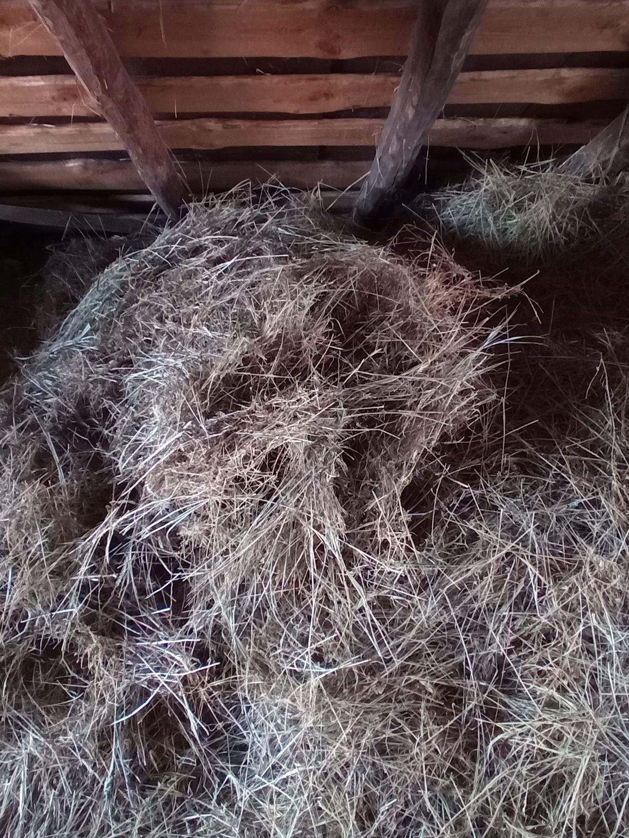 Продам Сіно. Сіно