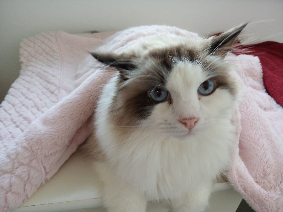 Hotel dla zwierząt w siedzibie przychodni Wojciecha Toczka.