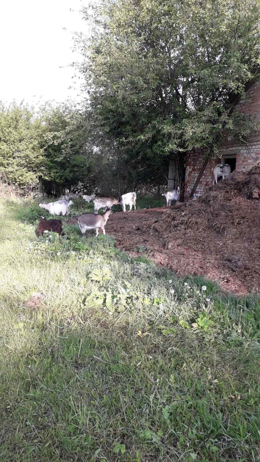 Продам кози і козенята
