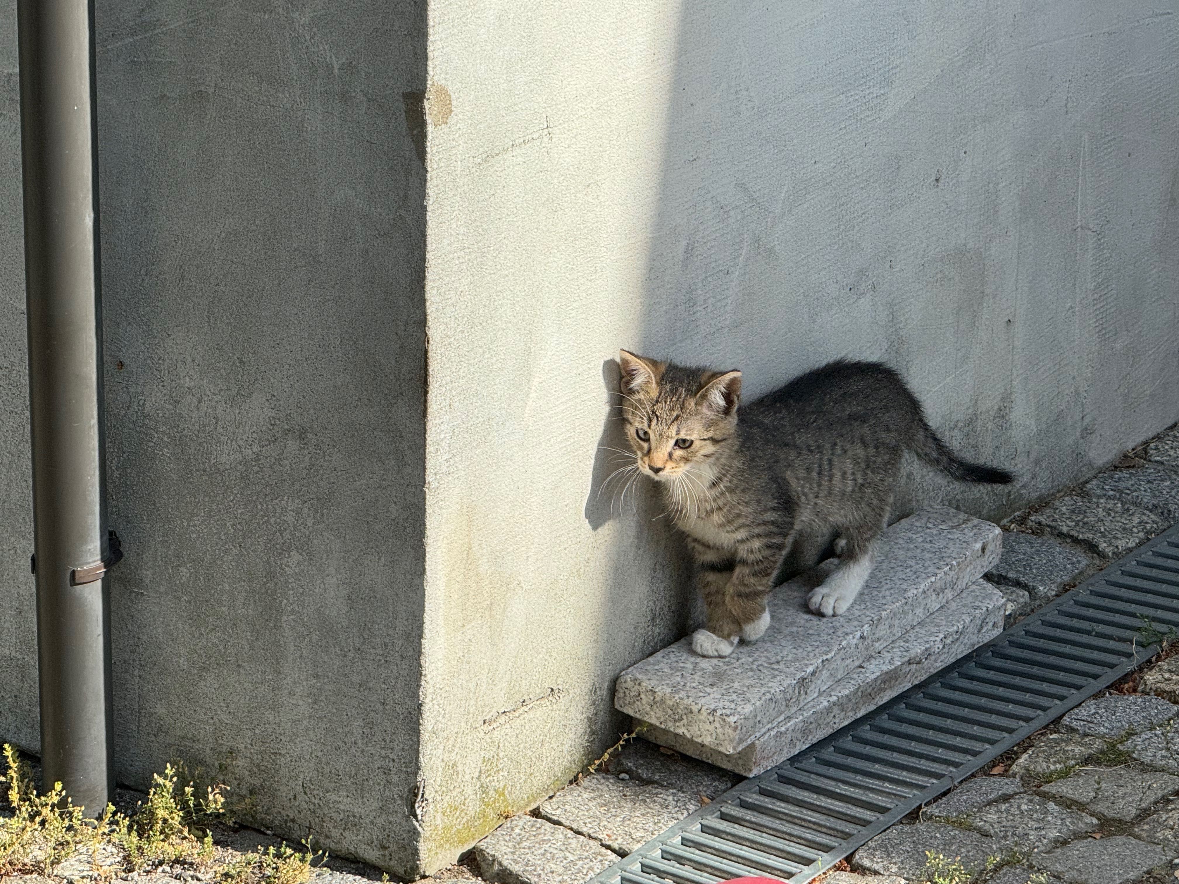 Słodkości do adopcji