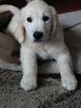 Golden Retriever piesek