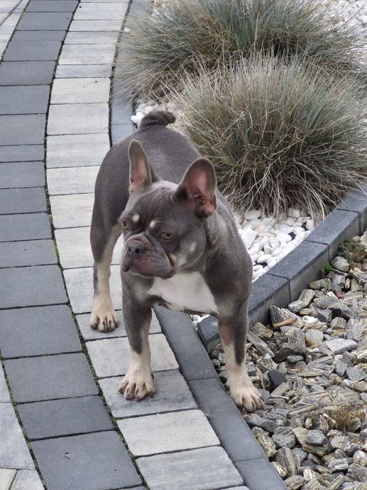 Buldog francuski- suka