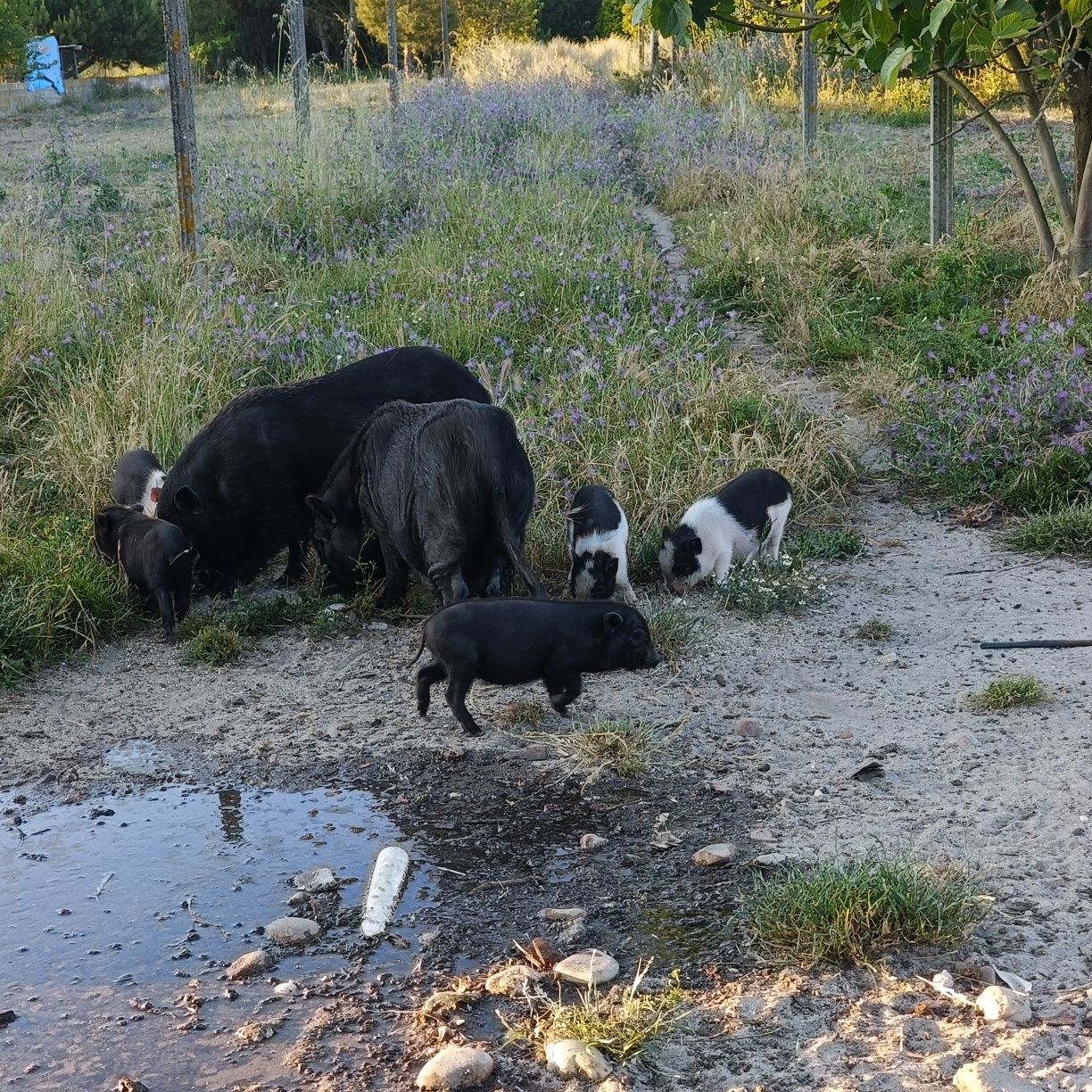 Porcos Vietnamita ( Mini Pig )
