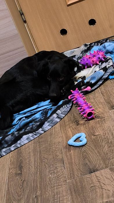 7-miesięczny szczeniak