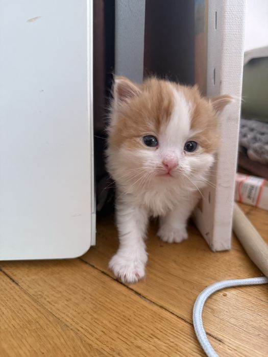 3 rozkoszne kocięta szukaja domow