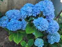 Гортензия крупнолистная,  сорт Никко Блю (Nikko Blue)