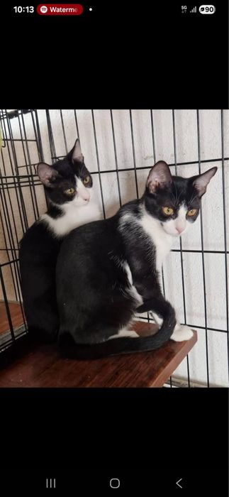 1 Gatinha para Adoção Responsável!