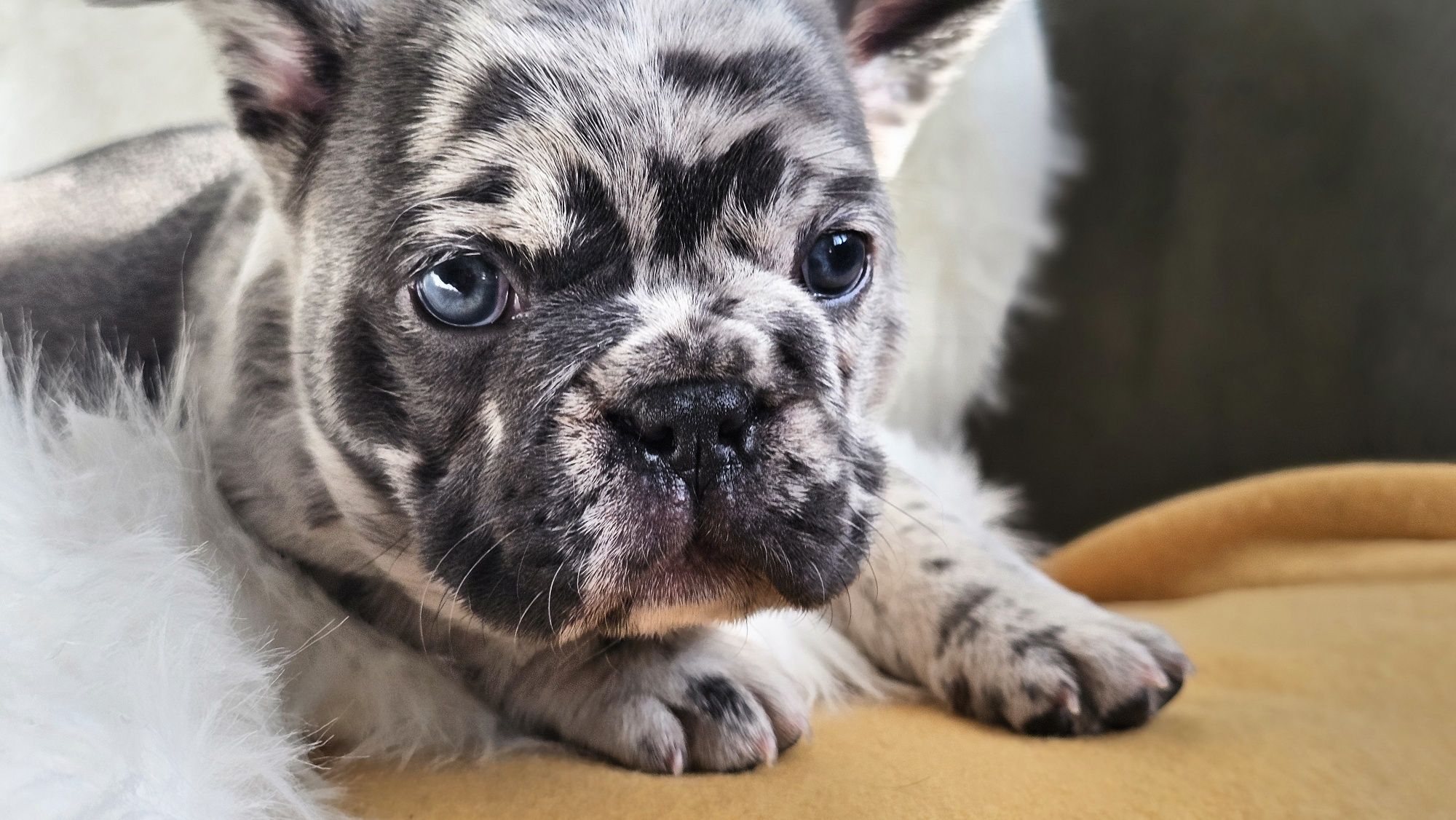 Buldog Francuski FIKO chłopak BLUE MERLE