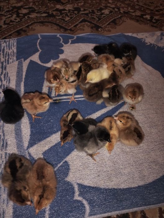 Продам курчата 3х Дені