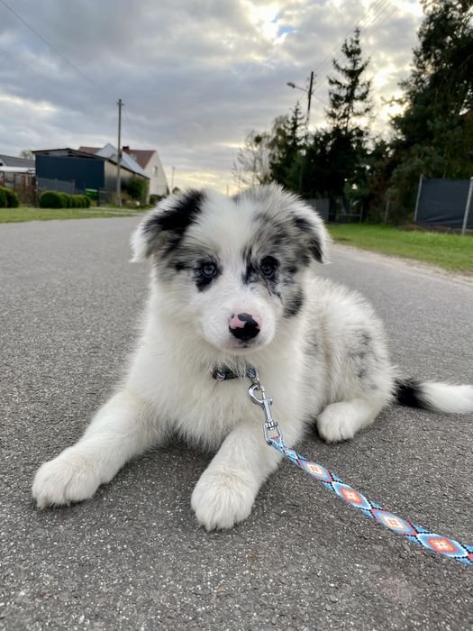 Border Collie FCI blue merle