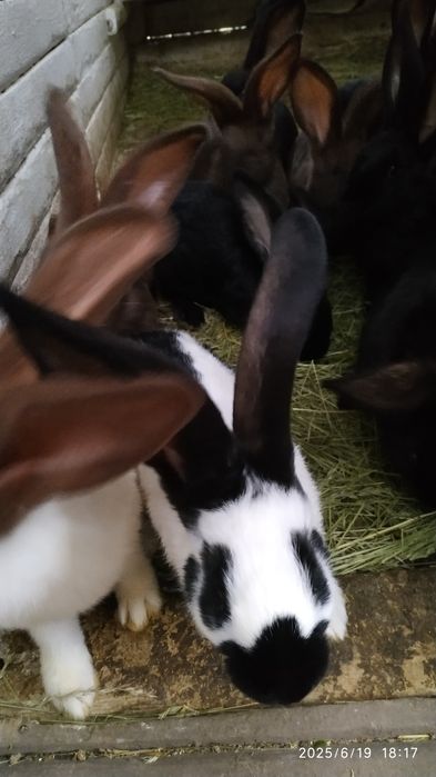 Продам молодих самців.Обмін на сіно,зерно.