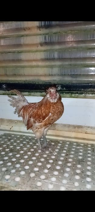 Galinhas Paduanas Camurça