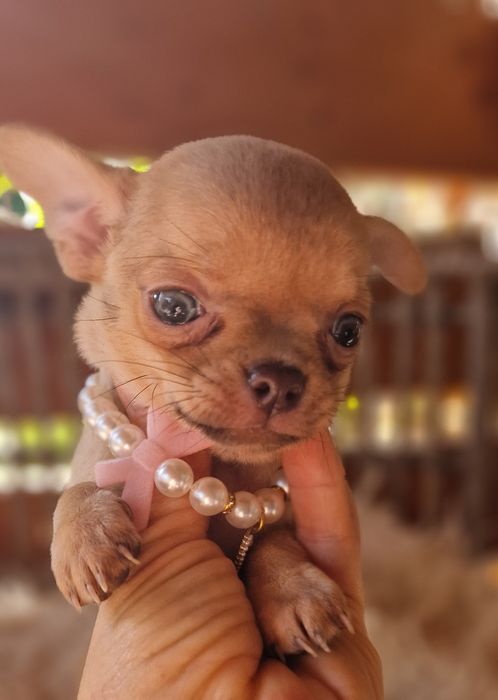 Chihuahua  piekna malutka dziewczynka