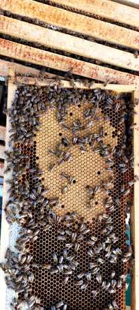 Rodziny pszczele - LANGSTROTH. Przezimowane, ubiegłoroczne matki