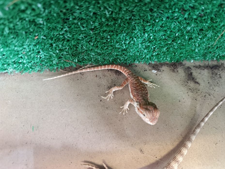 Młoda agama brodata