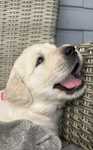 Golden Retriever FCI ZKwP Suczka po Championie Polski