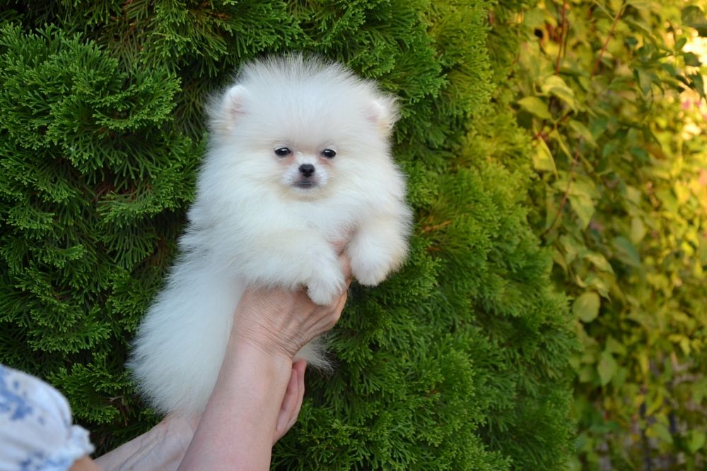 Міні хлопчик.Доставка по Україні