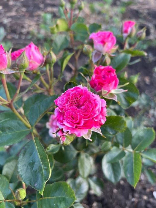 Продам саженцы розы