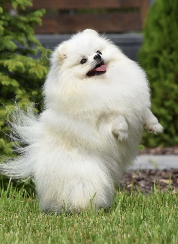 Biała suczka Szpic miniaturowy do odbioru+Paszport Pomeranian Zkwp FCI