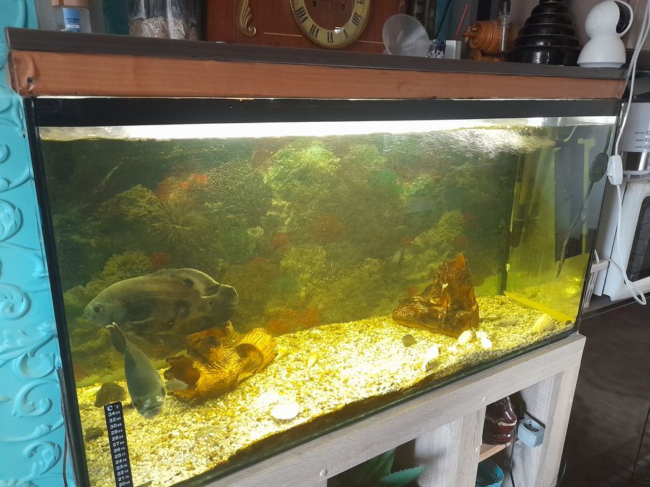 Аквариум,  акваріум