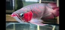 Arowana SR AAA - 50cm