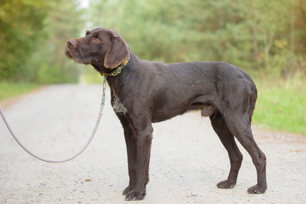 RANGER - w typie wyżeł, dla aktywnych