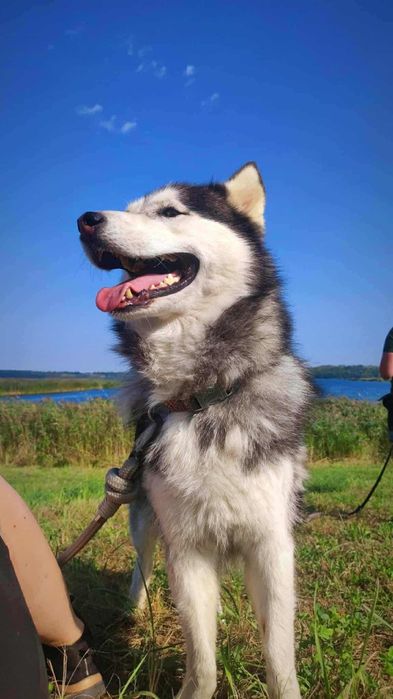 Aria w typie husky szuka świadomego domu