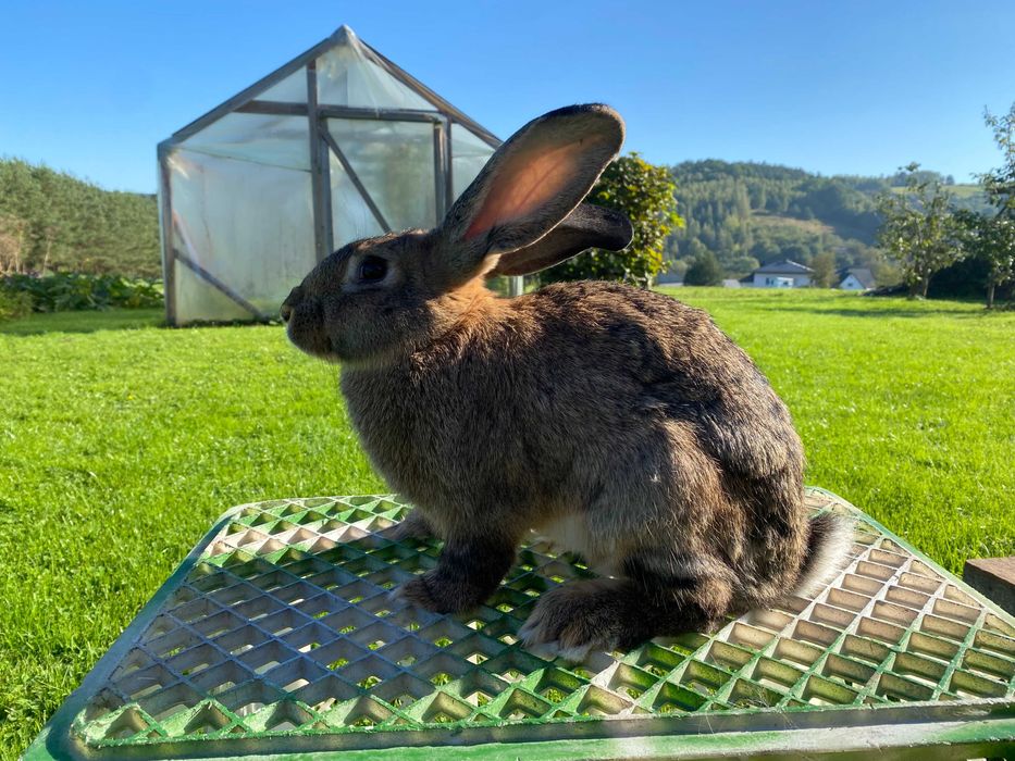 Króliki samice 7 miesięczne