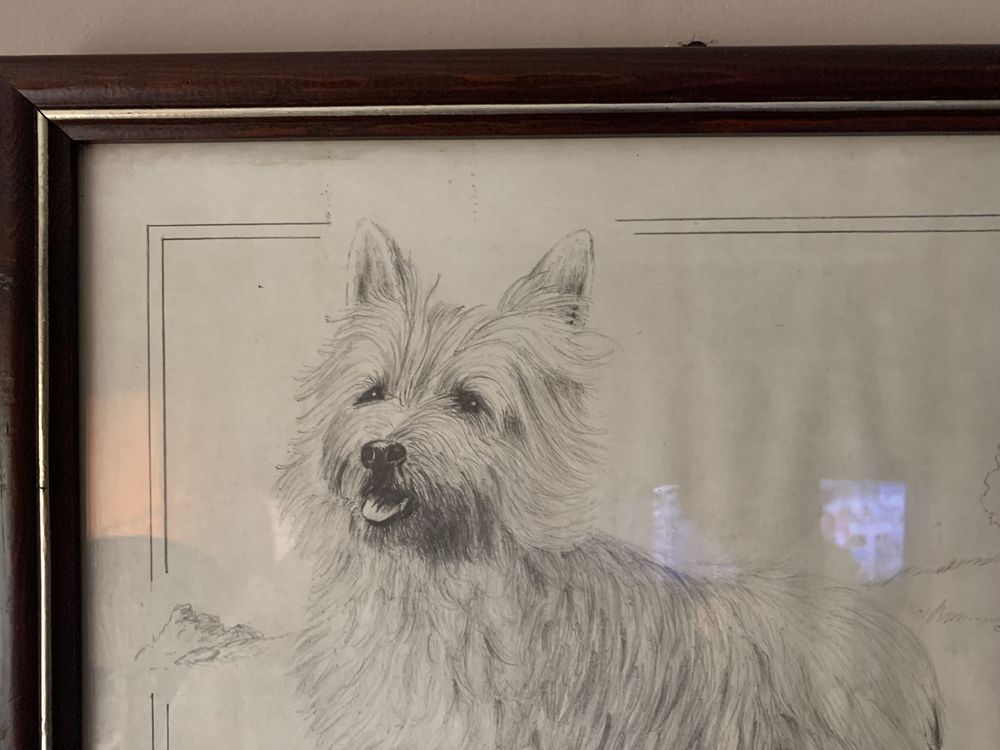szkic ołówkiem pies terier szkocki w ramie za szkłem