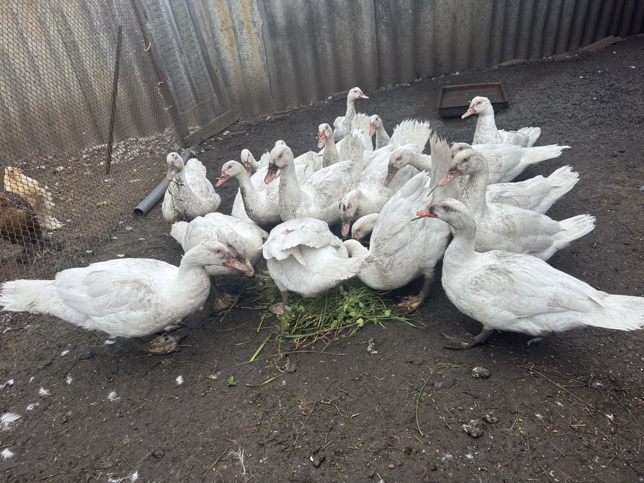 Продам мускусних качок