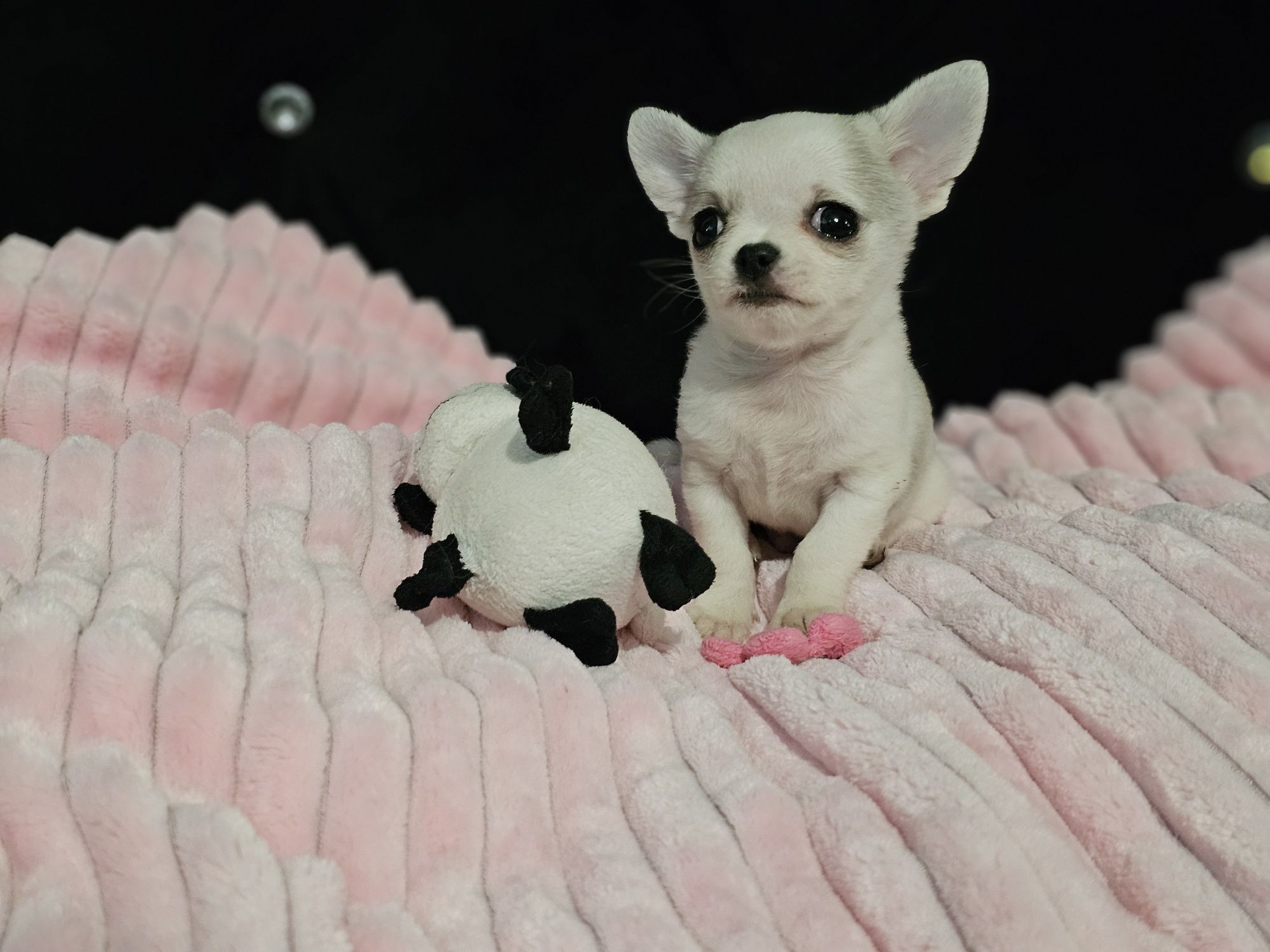 Chihuahua krótkowłosy piesek