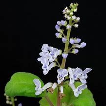 Planta "Plectranthus verticillatus" - Vários tamanhos a partir de 8€