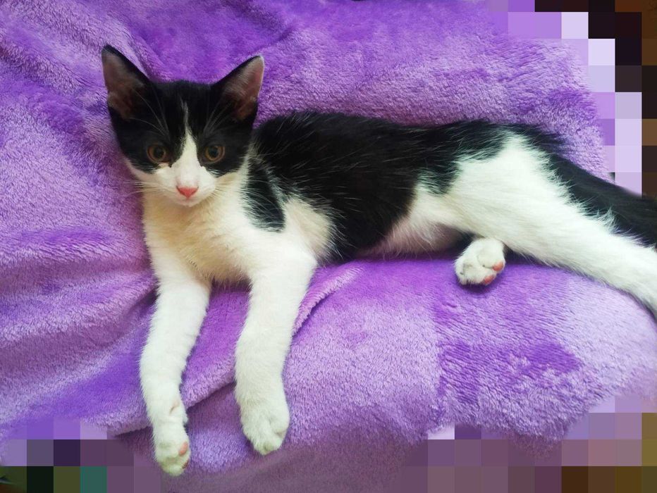 Кумедний хлопчик кошеня 5 міс. в добрі руки!