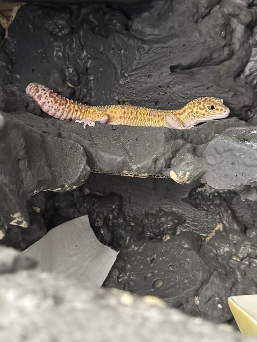Gekon lamparci!! Banded RAPTOR ( snake eyes )!! młoda samiczka!!