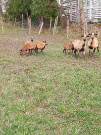 Owce kameruńskie - młode rezerwacja